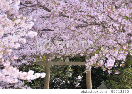 Shrine torii and cherry blossom tunnel Shrine torii and cherry blossom tunnel 99313320