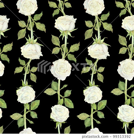 Seamless pattern hedge of white roses and leaves. Watercolor botanical illustration. Isolated on a black background.Hand painting floral print in vintage style.For design of wrapping paper, fabrics Seamless pattern hedge of white roses and leaves. Watercolor botanical illustration. Isolated on a black background.Hand painting floral print in vintage style.For design of wrapping paper, fabrics 99313392