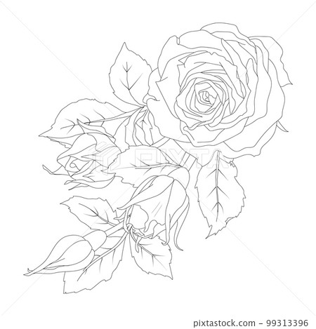 Composition of rose buds and leaves vector illustration in line art style. Hand drawn outline flowers. For the design of stickers, stationery, greeting cards, tattoos, coloring, prints on clothes 99313396