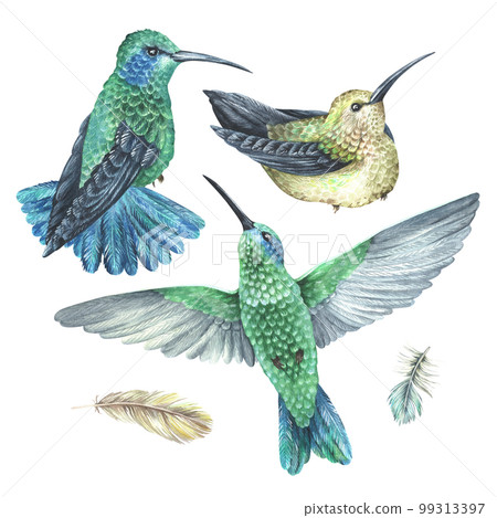 Watercolor illustration. A set of hummingbirds and feathers. Tropical exotic bird. Isolated on a white background. For home decor design, rustic textile prints, vintage stickers 99313397