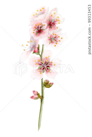 Cherry blossom watercolor branch with blooming pink almond tree flowers. Realistic sakura floral illustration ion white 99313453