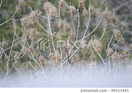 Winter trees Winter trees 99313481