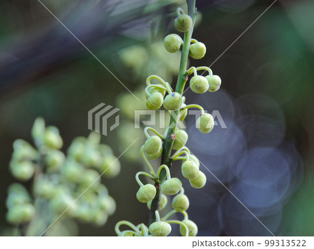 flower buds flower buds 99313522
