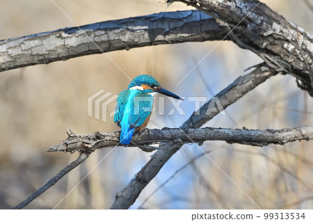 Kingfisher　 99313534