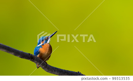 Kingfisher　 99313535