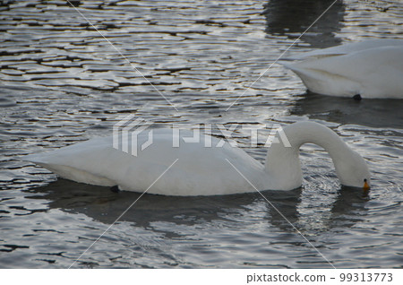 越冬天鵝（埼玉縣荒川河畔/深谷市植松橋西側） 99313773