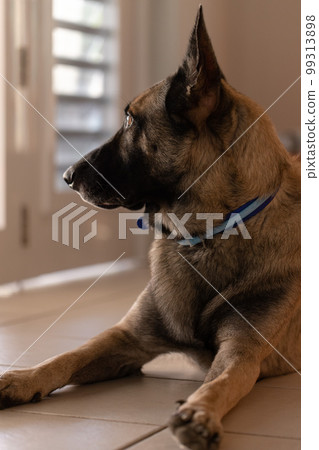 Shepherd dog laying on the floor at home and listening what is outside. Surprised dog. Shepherd dog laying on the floor at home and listening what is outside. Surprised dog. 99313898