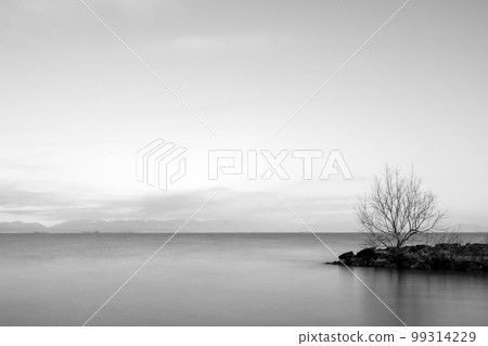 A single tree growing on the embankment on the lake 99314229
