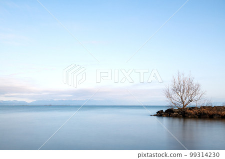 A single tree growing on the embankment on the lake A single tree growing on the embankment on the lake 99314230