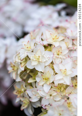 繡球花照片,白色有可愛的粉紅色邊框 繡球花照片,白色有可愛的粉紅色邊框 99314284