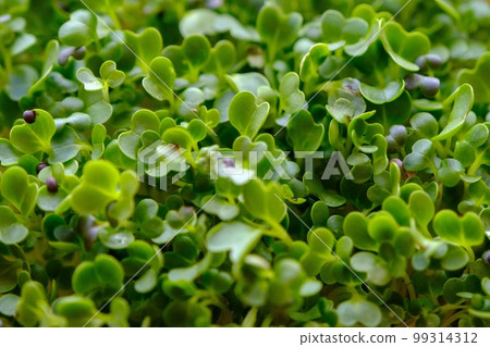 Freshly sprouted micro-lettuce. Growing watercress lettuce sprouts. Micro greens Healthy food. Vegan food. View from the top Freshly sprouted micro-lettuce. Growing watercress lettuce sprouts. Micro greens Healthy food. Vegan food. View from the top 99314312