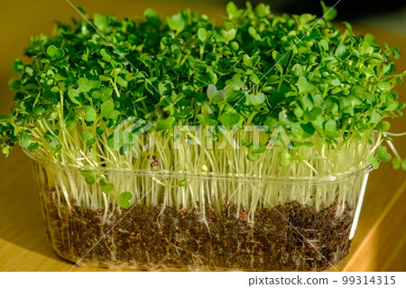 Freshly sprouted micro-lettuce. Growing watercress lettuce sprouts. Micro greens Healthy food. Vegan food. In a transparent plastic container. 99314315