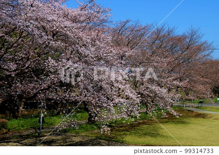 藍天櫻花盛開春天公園風景 藍天櫻花盛開春天公園風景 99314733