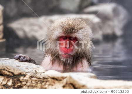 Snow monkey in Jigokudani monkey park 99315293
