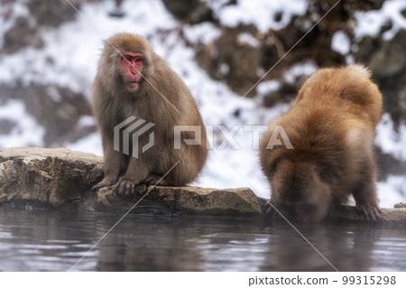 Snow monkey in Jigokudani monkey park 99315298