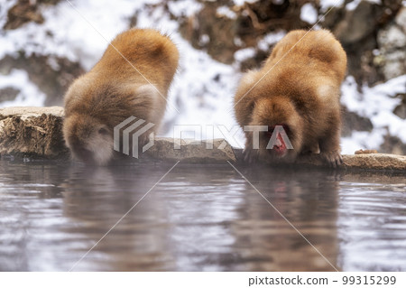 Snow monkey in Jigokudani monkey park 99315299