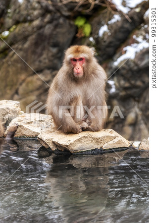 Snow monkey in Jigokudani monkey park 99315301