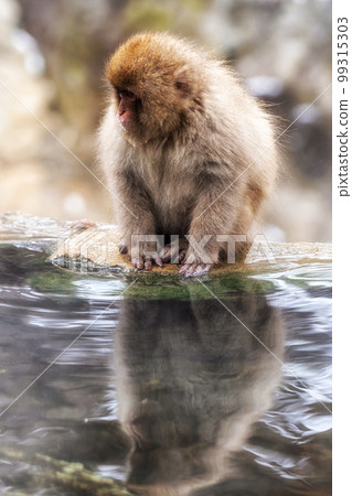 Snow monkey in Jigokudani monkey park 99315303