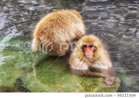 Snow monkey in Jigokudani monkey park 99315304