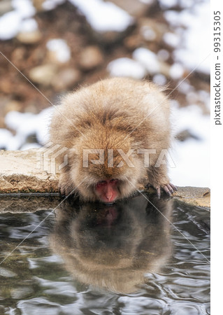 Snow monkey in Jigokudani monkey park 99315305