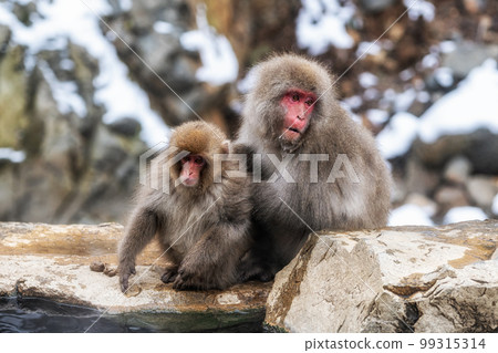 Snow monkey in Jigokudani monkey park 99315314
