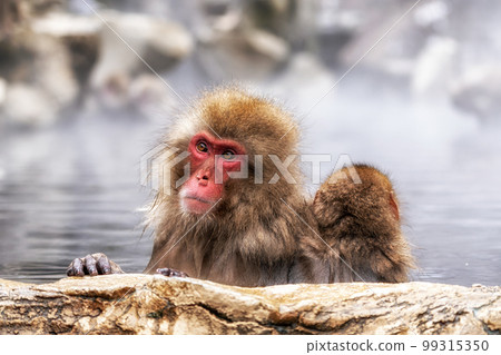 Snow Monkey in Hot Onsen 99315350