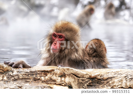 Snow Monkey in Hot Onsen 99315351
