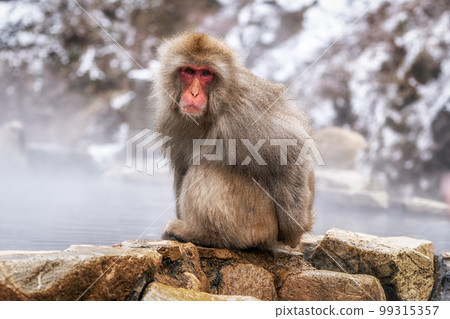 Snow monkey in Jigokudani monkey park Snow monkey in Jigokudani monkey park 99315357