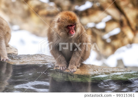 Snow monkey in Jigokudani monkey park 99315361