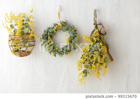 在白色牆壁上裝飾的含羞草花圈含羞草贓物 在白色牆壁上裝飾的含羞草花圈含羞草贓物 99315670