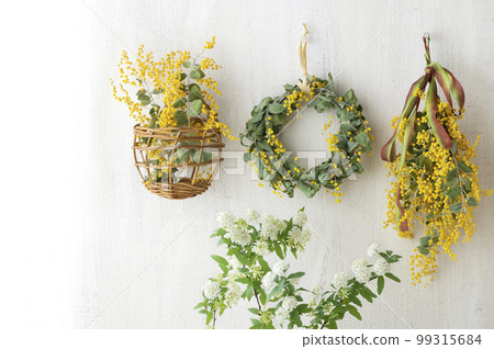 Mimosa wreath decorated on the white wall Mimosa swag Mimosa wreath decorated on the white wall Mimosa swag 99315684