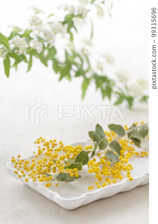 Mimosa and Kodemari white background Mimosa and Kodemari white background 99315696