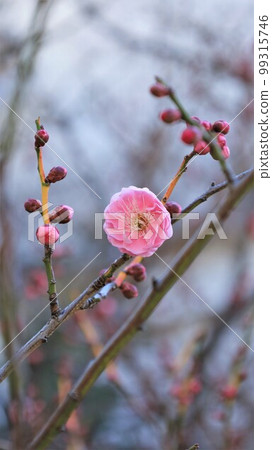 梅花 梅花 99315746