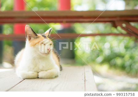 A cute stray cat sleeping in the forest of Fushimi Inari Shrine in early summer, Kyoto 99315758