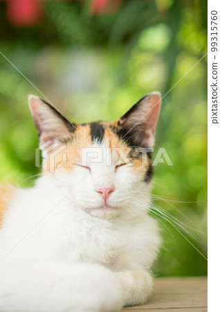 一隻可愛的流浪貓在初夏的京都伏見稻荷神社的森林裡睡覺 一隻可愛的流浪貓在初夏的京都伏見稻荷神社的森林裡睡覺 99315760