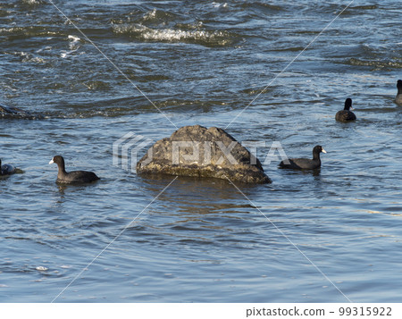 A flock of coots foraging for food in a river 99315922