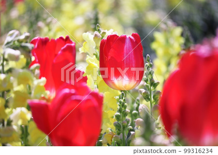 beautiful tulip flowers in spring beautiful tulip flowers in spring 99316234