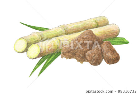 甘蔗和紅糖水彩鉛筆插圖 99316732