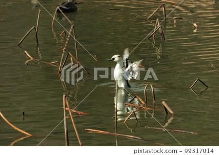 展開翅膀的 Mikoaisa 公雞 展開翅膀的 Mikoaisa 公雞 99317014