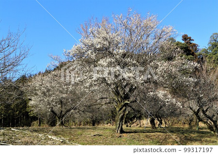 Yuzu-no-Sato Plum blossoms and the blue sky coloring the woodlands of Moroyama-cho in early spring 99317197