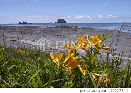 Tobi Shima甘草 99317244