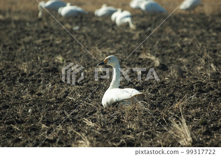 Rice paddy swan 99317722
