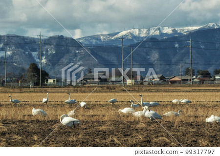 Winter rural landscape with Tundra swans and snowy mountains 99317797