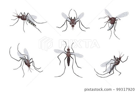 Mosquitoes fly and bite. Gnats swarm. Animal malaria dengue epidemic. Insecticide repellent from sucking midge. Bugs with stings and wings. Isolated bloodsucker insects set. Vector tidy illustration 99317920