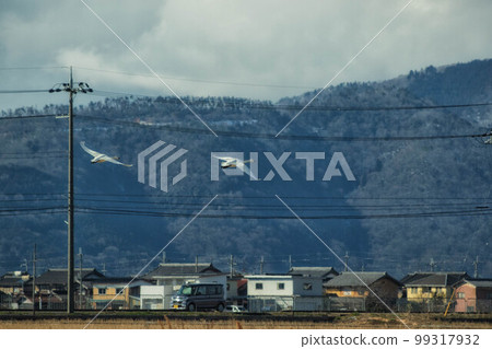 Swanning swan swan Swanning swan swan 99317932