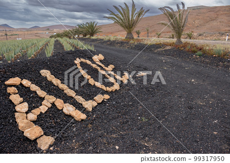 Aloe vera farm, Tiscamanita, Fuerteventura, Spain- [99317950] -  PIXTA