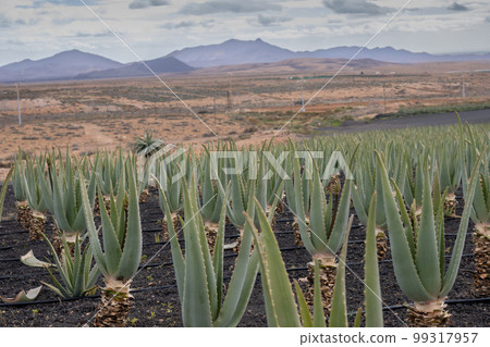 Aloe vera farm, Tiscamanita, Fuerteventura, Spain - Stock Photo [99317957]  - PIXTA