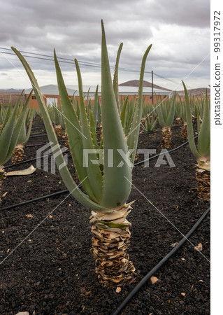 Aloe vera farm, Tiscamanita, Fuerteventura, Spain - Stock Photo [99317972]  - PIXTA