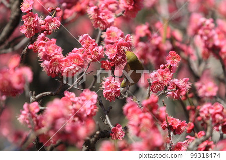 日本白眉來吸李子的花蜜 紅梅和日本白眼 日本白眉來吸李子的花蜜 紅梅和日本白眼 99318474