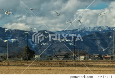 Tundra swans taking off from the rice field Tundra swans taking off from the rice field 99318721